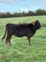 10MO LIMOUSIN X HEIFER - 2