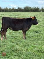 10MO LIMOUSIN X HEIFER - 3