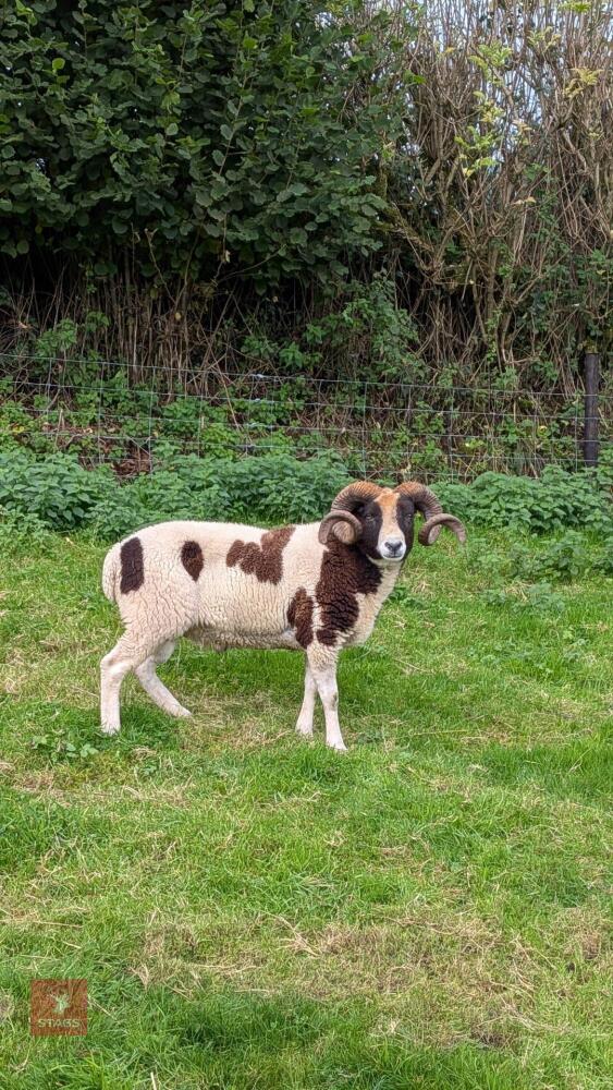 PUREBRED FULL MOUTH JACOB RAM