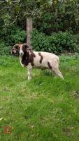PUREBRED FULL MOUTH JACOB RAM - 2