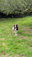 PUREBRED FULL MOUTH JACOB RAM - 3