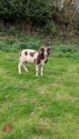 PUREBRED FULL MOUTH JACOB RAM - 4