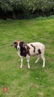 PUREBRED FULL MOUTH JACOB RAM - 5