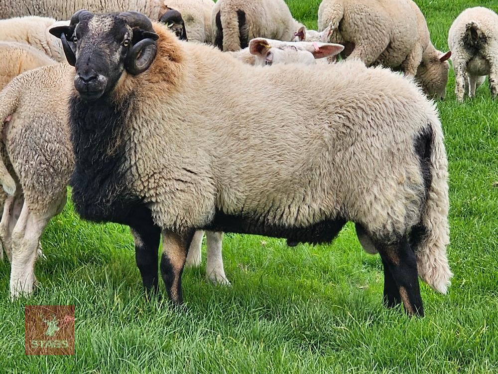 PEDIGREE TORDUU BADGERFACE WELSH RAM