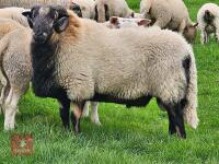 PEDIGREE TORDUU BADGERFACE WELSH RAM