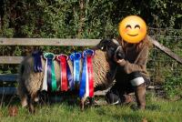 PEDIGREE TORDUU BADGERFACE WELSH RAM - 2