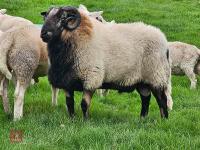 PEDIGREE TORDUU BADGERFACE WELSH RAM - 3