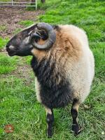 PEDIGREE TORDUU BADGERFACE WELSH RAM - 4