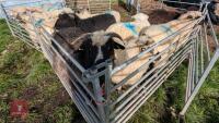 12 VALAIS X SHEARLING EWES