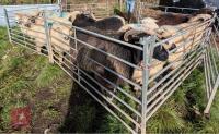 12 VALAIS X SHEARLING EWES - 2