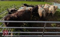 12 VALAIS X SHEARLING EWES - 3