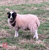 JACOB EWE LAMB