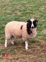 JACOB EWE LAMB - 2
