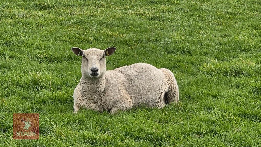 CHAROLLAIS X EWE
