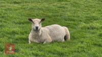 CHAROLLAIS X EWE