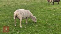 CHAROLLAIS X EWE - 2