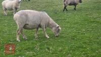 CHAROLLAIS X EWE - 3