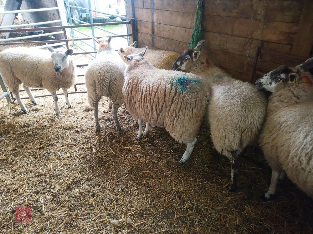 6 TEXEL X EWE LAMBS - BIDS PER LIFE