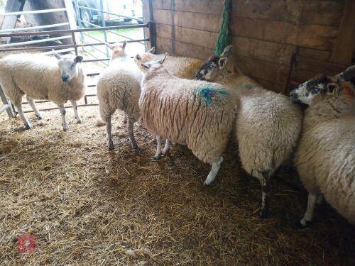 6 TEXEL X EWE LAMBS