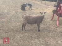 2 PEDIGREE SHETLAND EWES - BIDS PER LIFE