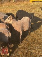 2 PEDIGREE SHETLAND EWES - BIDS PER LIFE - 2