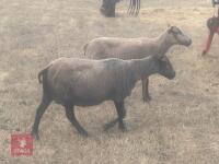 2 PEDIGREE SHETLAND EWES - BIDS PER LIFE - 4