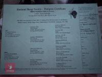 2 PEDIGREE SHETLAND EWES - BIDS PER LIFE - 6