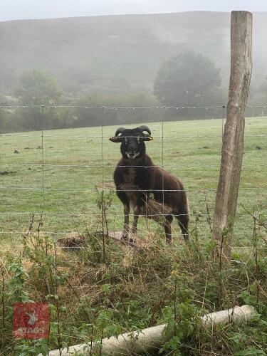 4 SHETLAND RAM LAMBS
