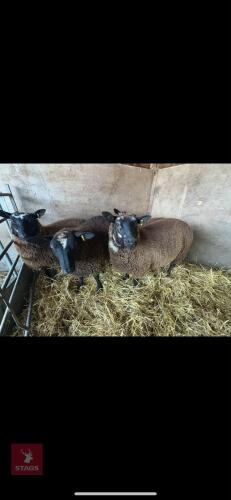 3 ZWARTBLE X EWE LAMBS