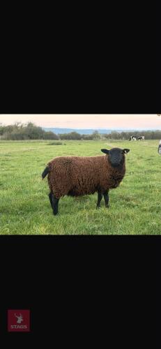 ZWARTBLE X EWE LAMB