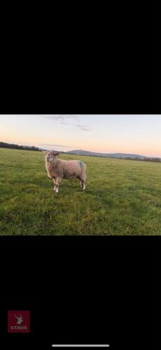 CROSSBRED EWE LAMB