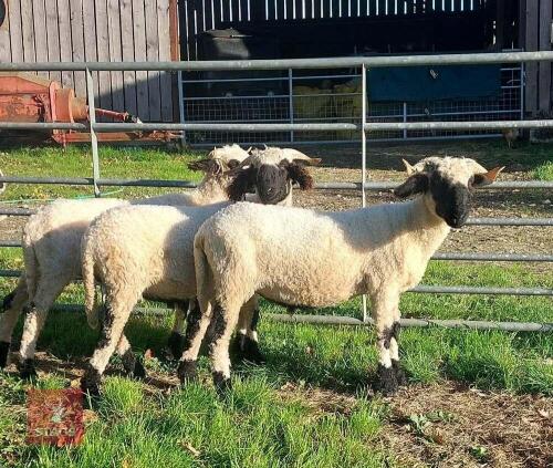 2 VALAIS BLACKNOSE WETHER LAMBS