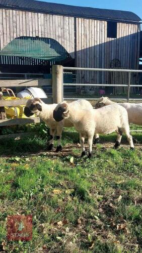 2 VALAIS BLACKNOSE WETHER LAMBS