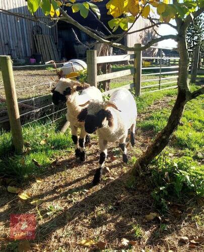 2 VALAIS BLACKNOSE WETHER LAMBS