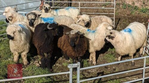 9 VALAIS BLACKNOSE X STORE LAMBS
