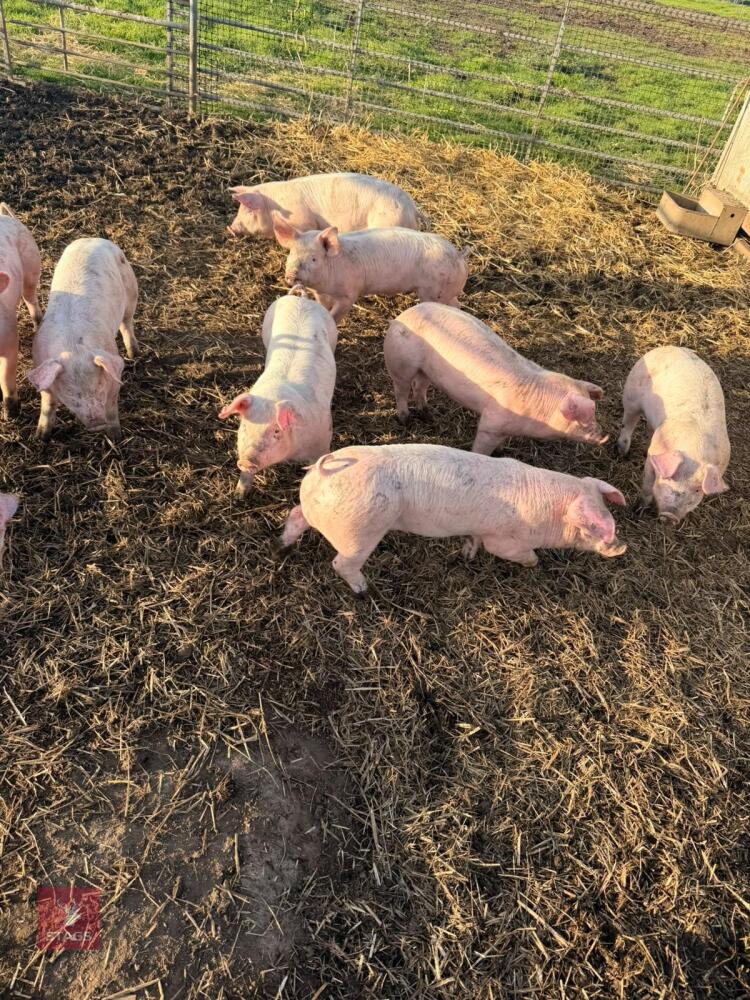 9 X 6WO PIETRAIN X WELSH WEANERS - BIDS PER LFIE