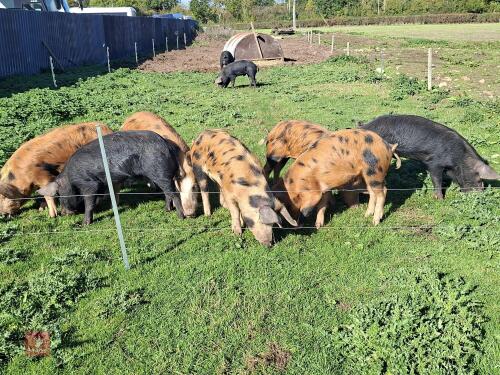 9 8MO IRONAGE X OSB BOARS
