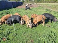 9 X 8MO IRONAGE X OSB BOARS - BIDS PER LFIE