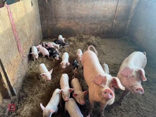 2 LANDRACE SOWS & 20 PIGLETS