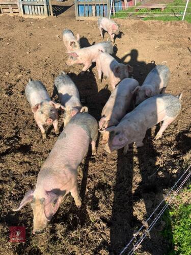 6 SADDLEBACK X WELSH WEANERS
