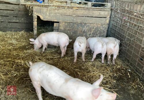3 10WO LARGE WHITE BOAR WEANERS