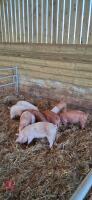 2 OSB X LARGE WHITE X SADDLE BACK GILTS - BIDS PER LIFE