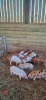 2 OSB X LARGE WHITE X SADDLE BACK BOARS