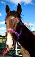 2YO 15.1HH THOROUGHBRED COLT