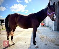 2YO 15.1HH THOROUGHBRED COLT - 2