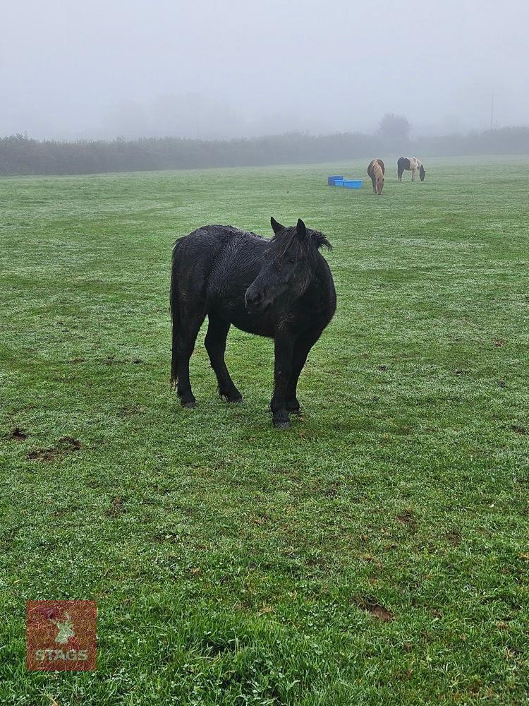 17MO DARTMOOR HILL PONY FILLY