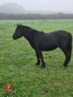 17MO DARTMOOR HILL PONY FILLY - 2
