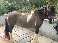 3YO DARTMOOR HILL 11.3HH FILLY
