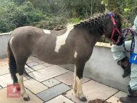 3YO DARTMOOR HILL 11.3HH FILLY - 2