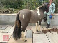 3YO DARTMOOR HILL 11.3HH FILLY - 3